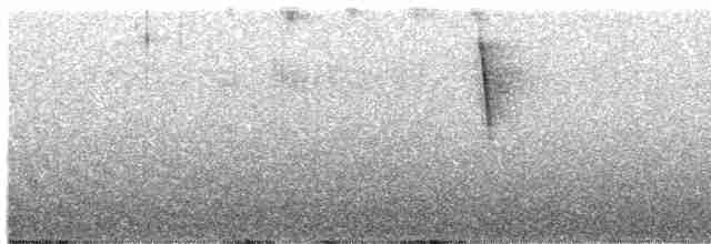 Сипуха темно-бура (підвид tenebricosa/arfaki) - ML616610948