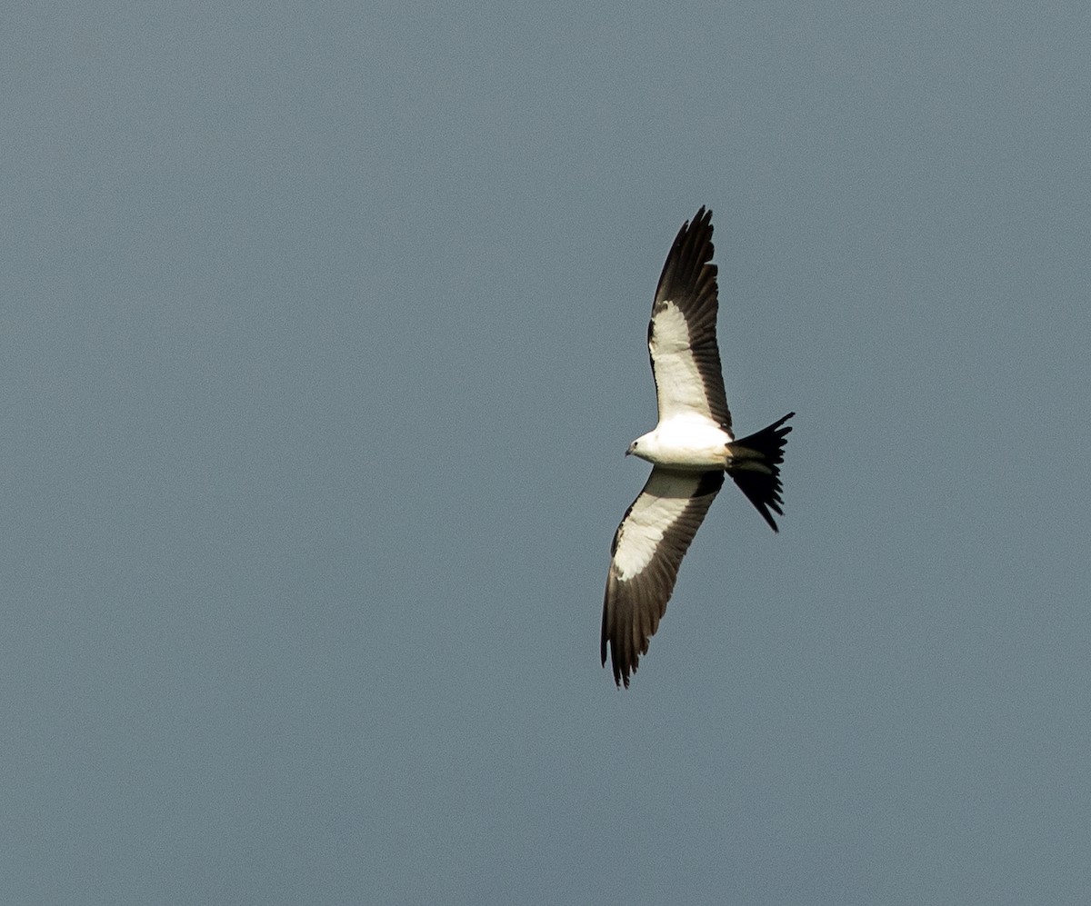 Swallow-tailed Kite - ML616610957