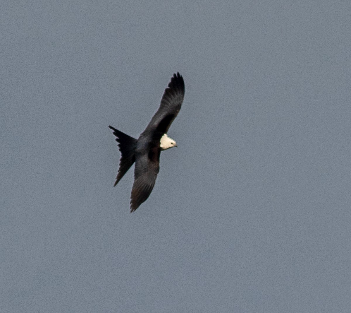 Swallow-tailed Kite - ML616610959