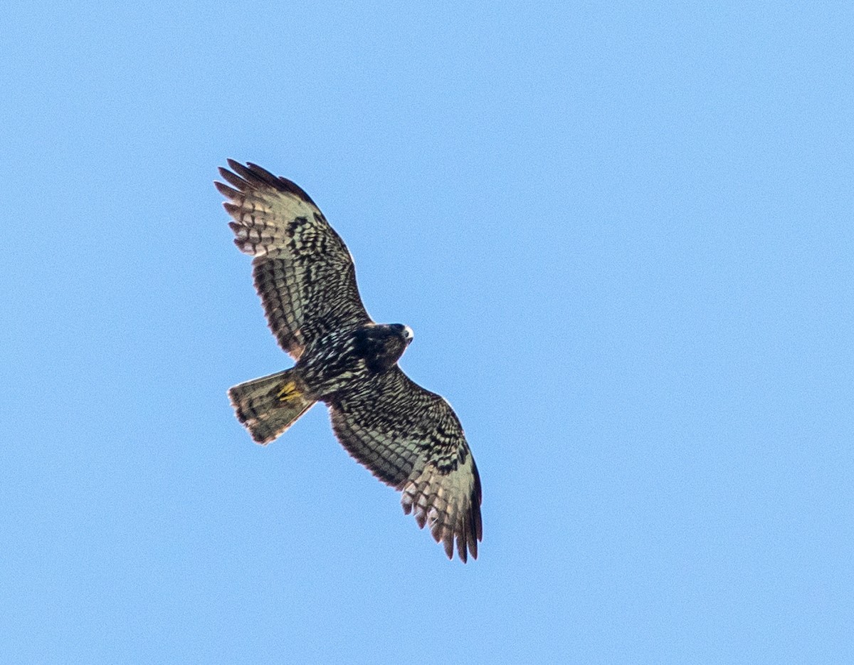 Short-tailed Hawk - ML616610965
