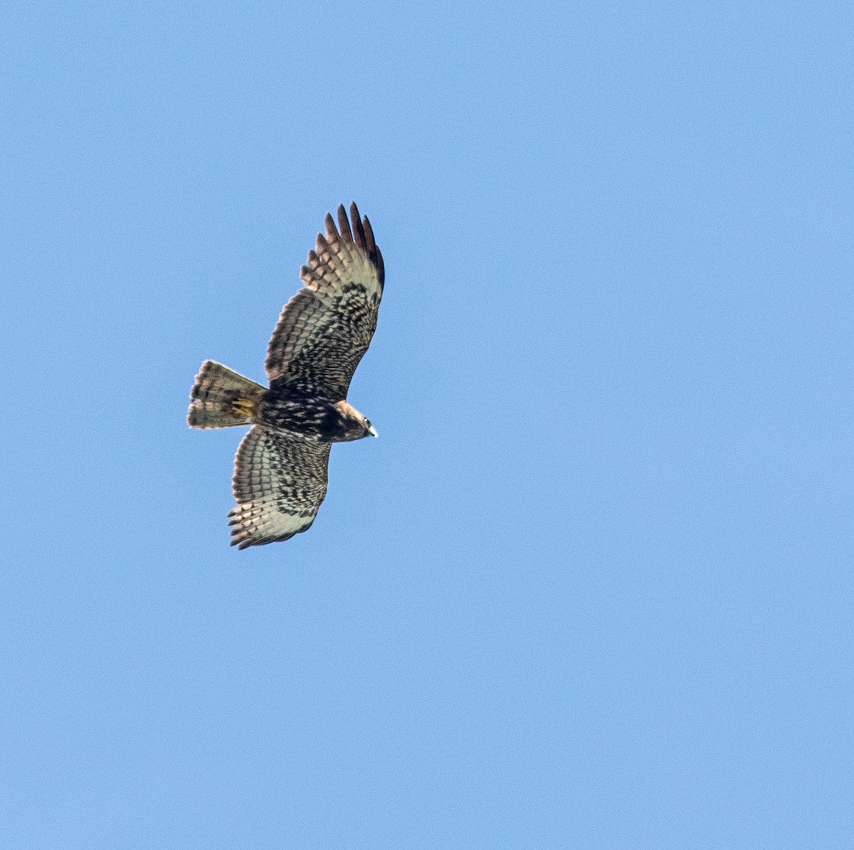 Short-tailed Hawk - ML616610968