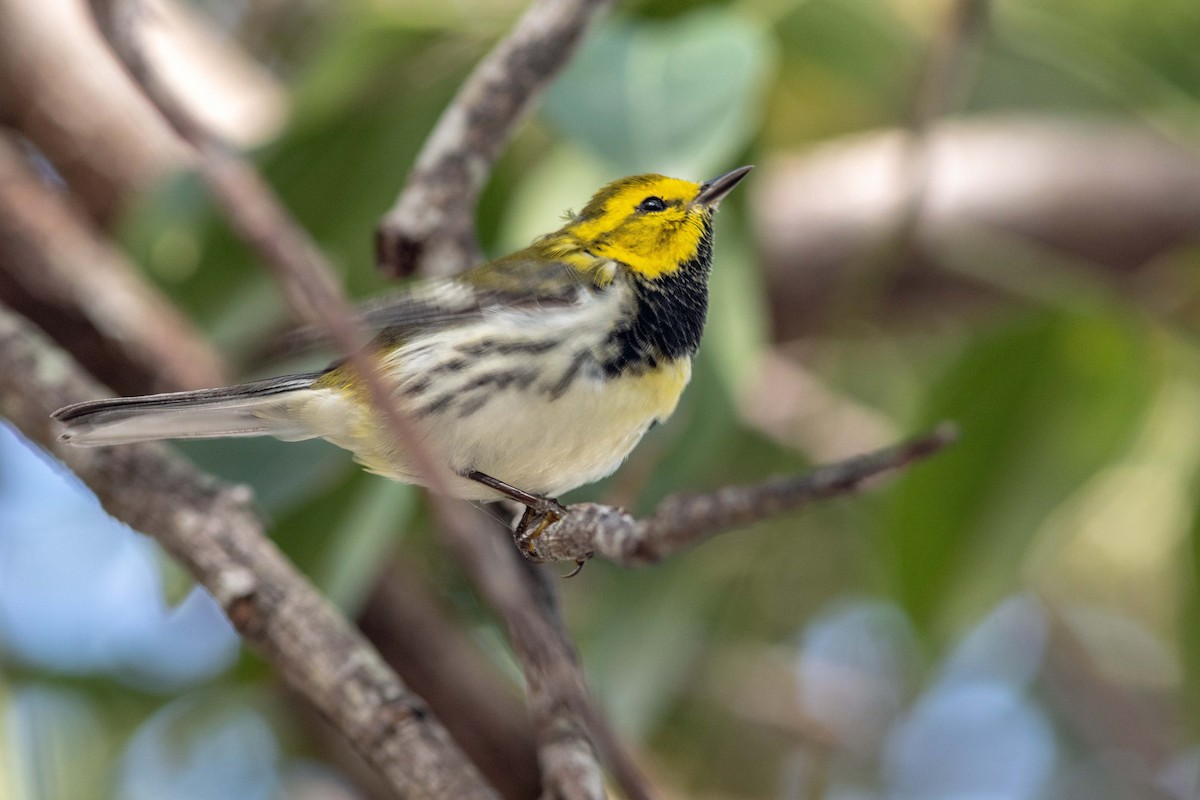 Black-throated Green Warbler - Mark and Holly Salvato
