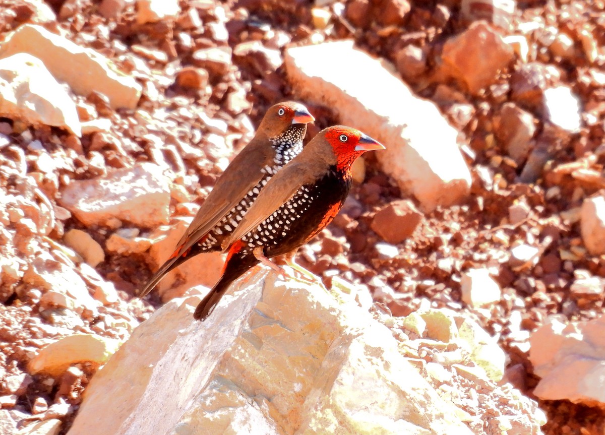 Painted Firetail - ML616611015