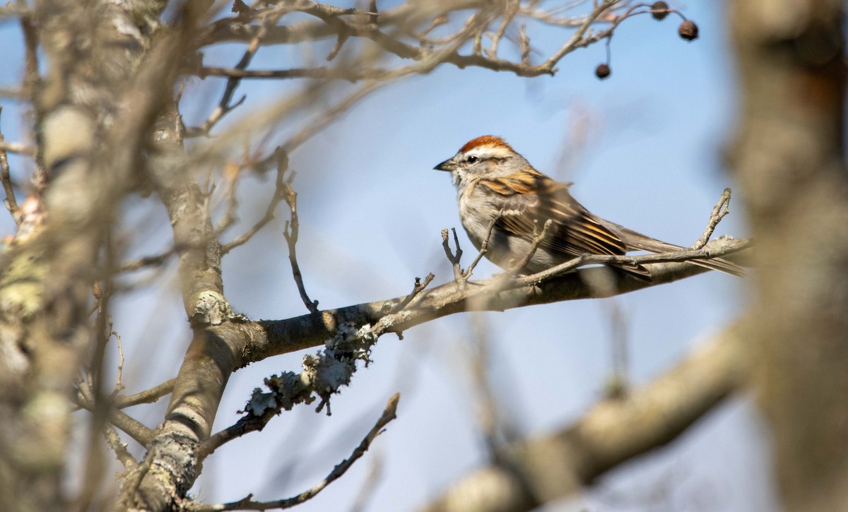 Chipping Sparrow - ML616611017
