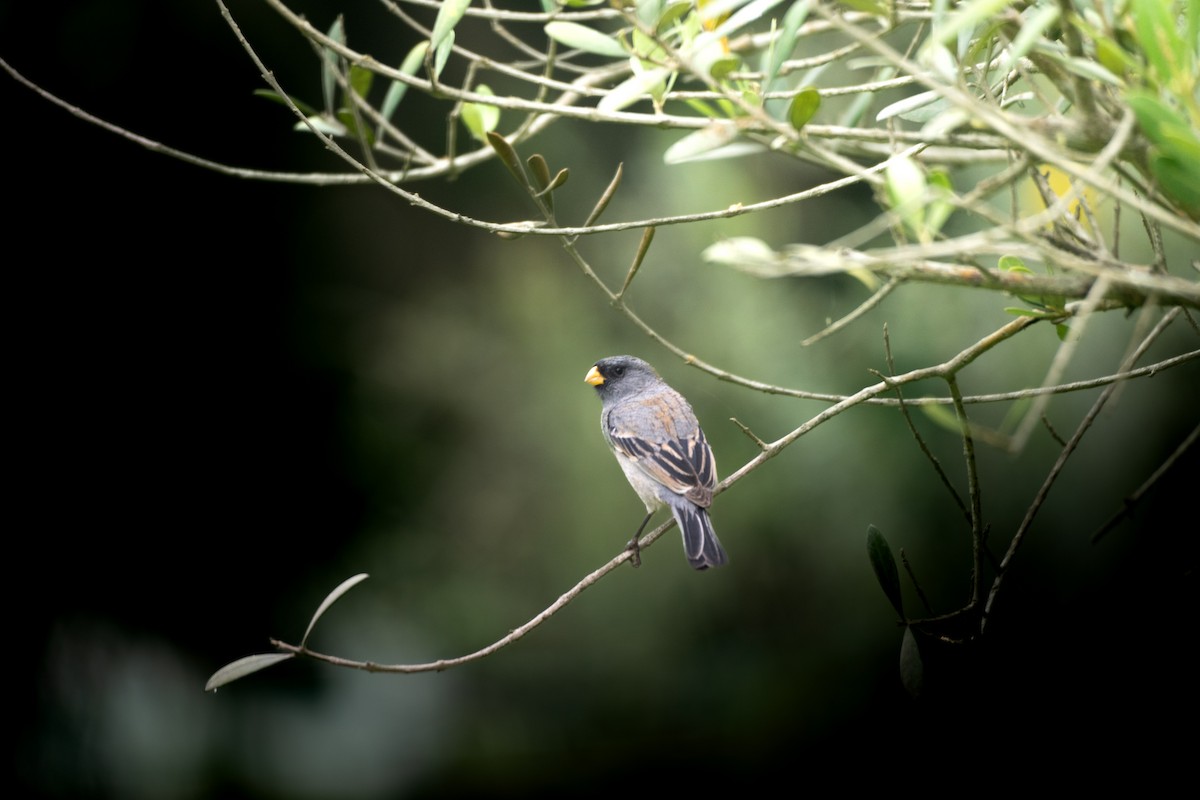Band-tailed Seedeater - ML616611030