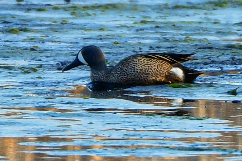 Blue-winged Teal - Meredith Meyer
