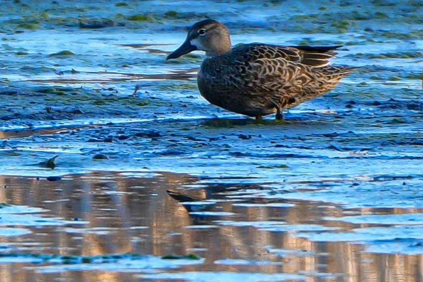 Blue-winged Teal - Meredith Meyer