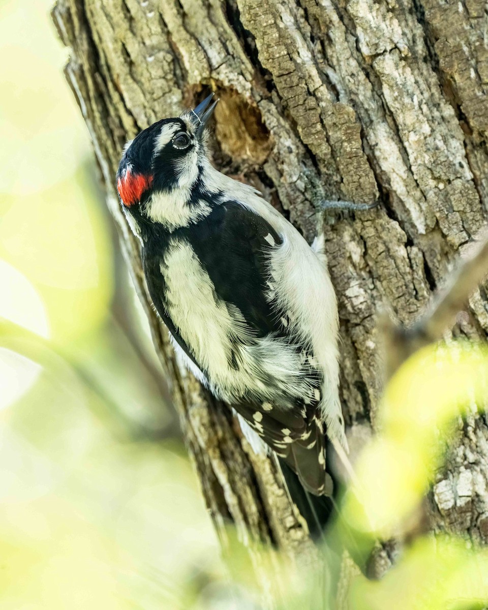 Downy Woodpecker - ML616611193