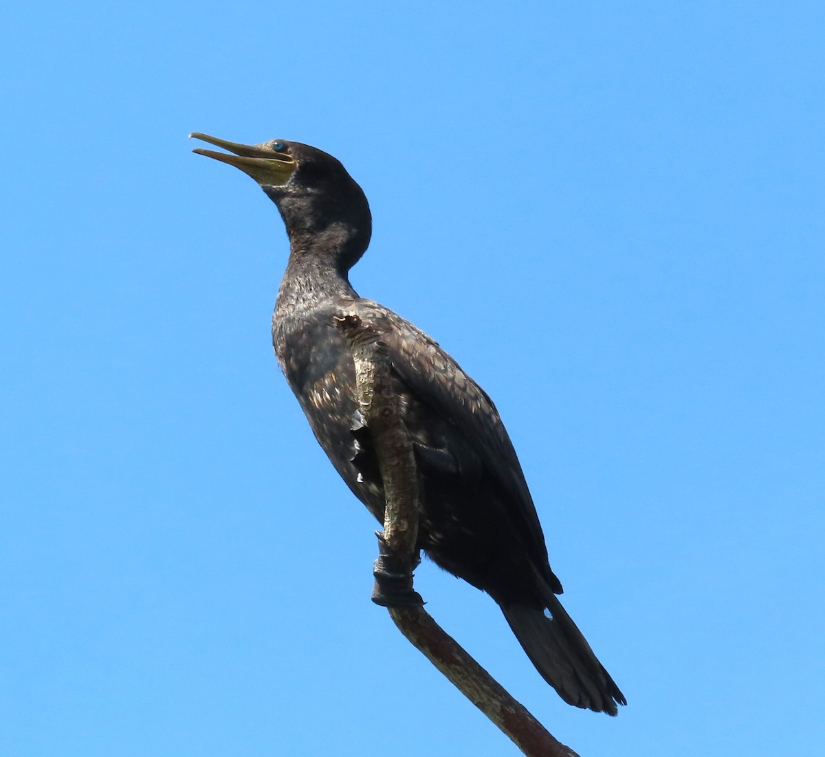 Indian Cormorant - ML616611211