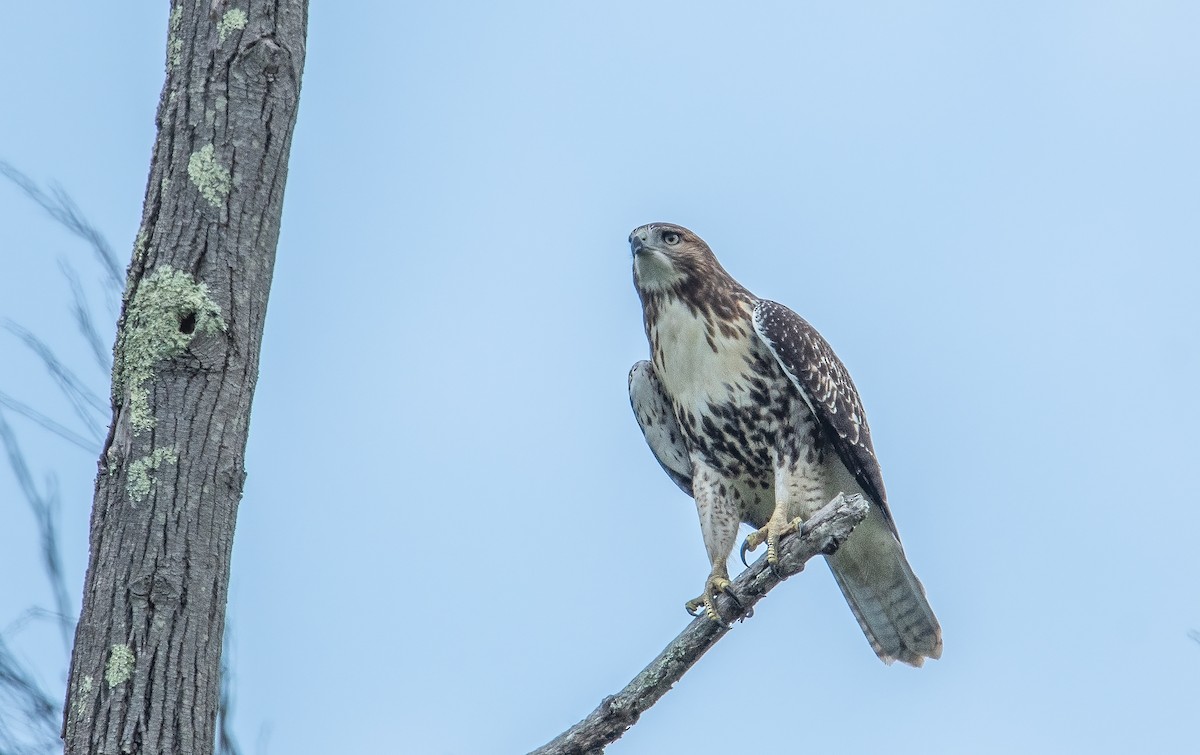 Red-tailed Hawk - ML616611216