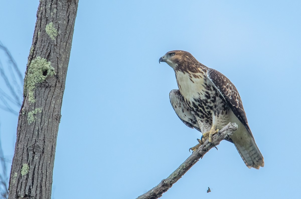Red-tailed Hawk - ML616611219