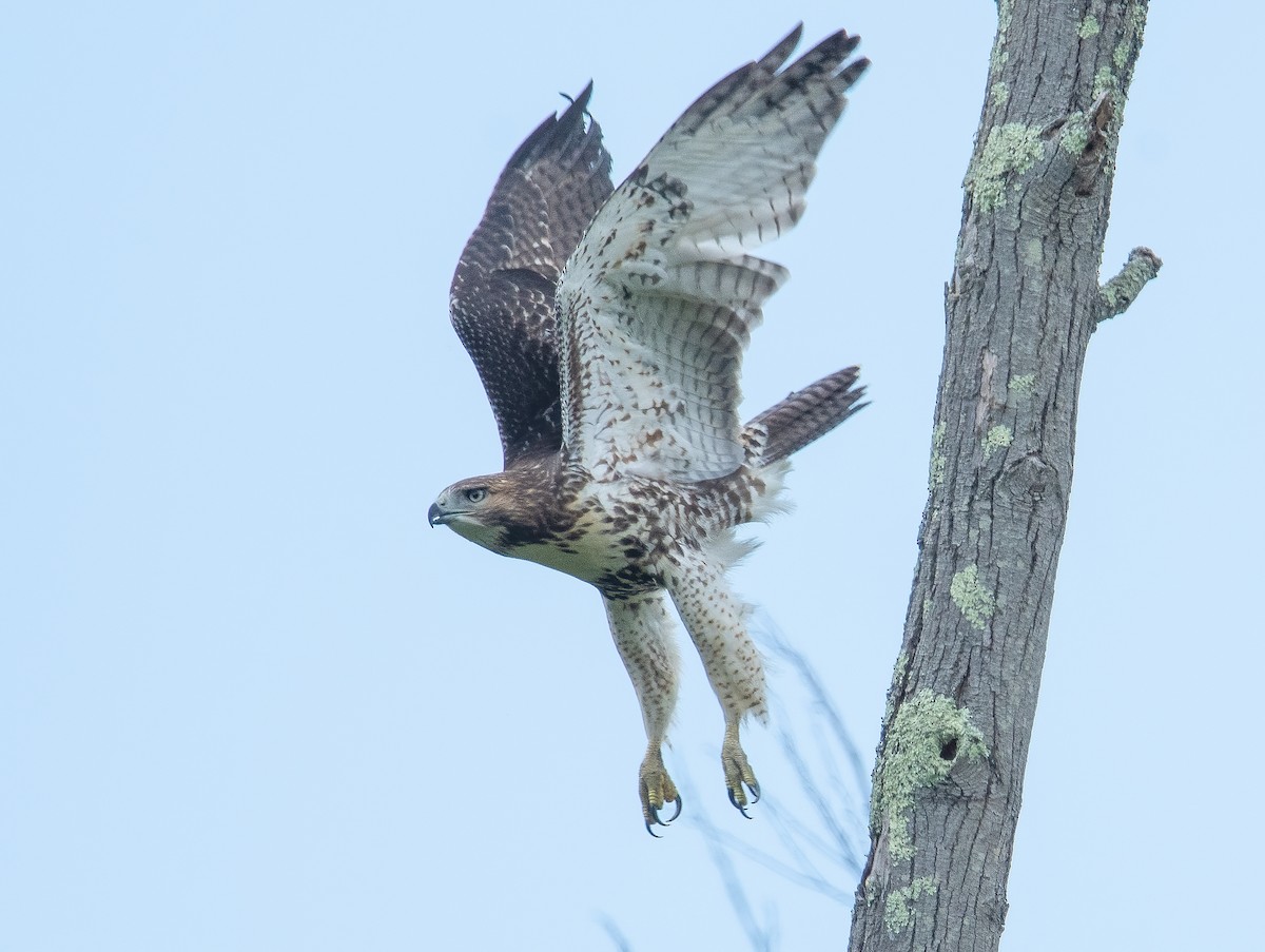 Red-tailed Hawk - ML616611220