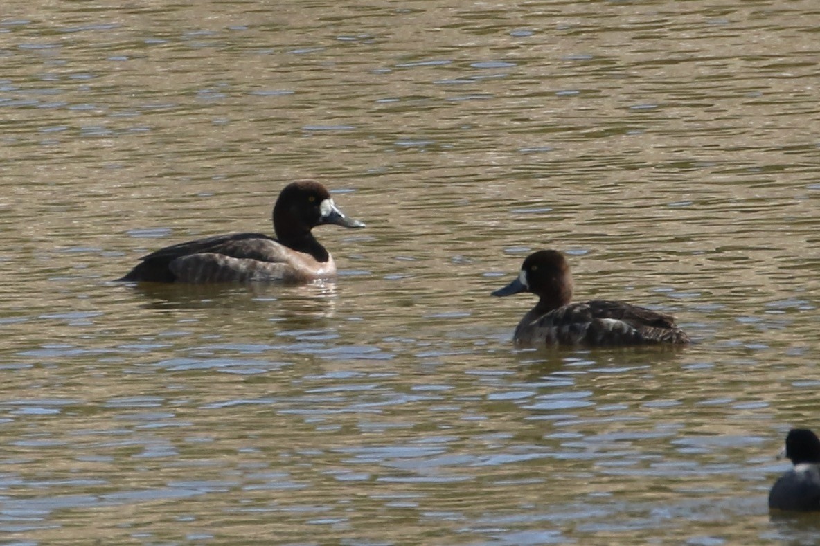 Greater Scaup - ML616611235