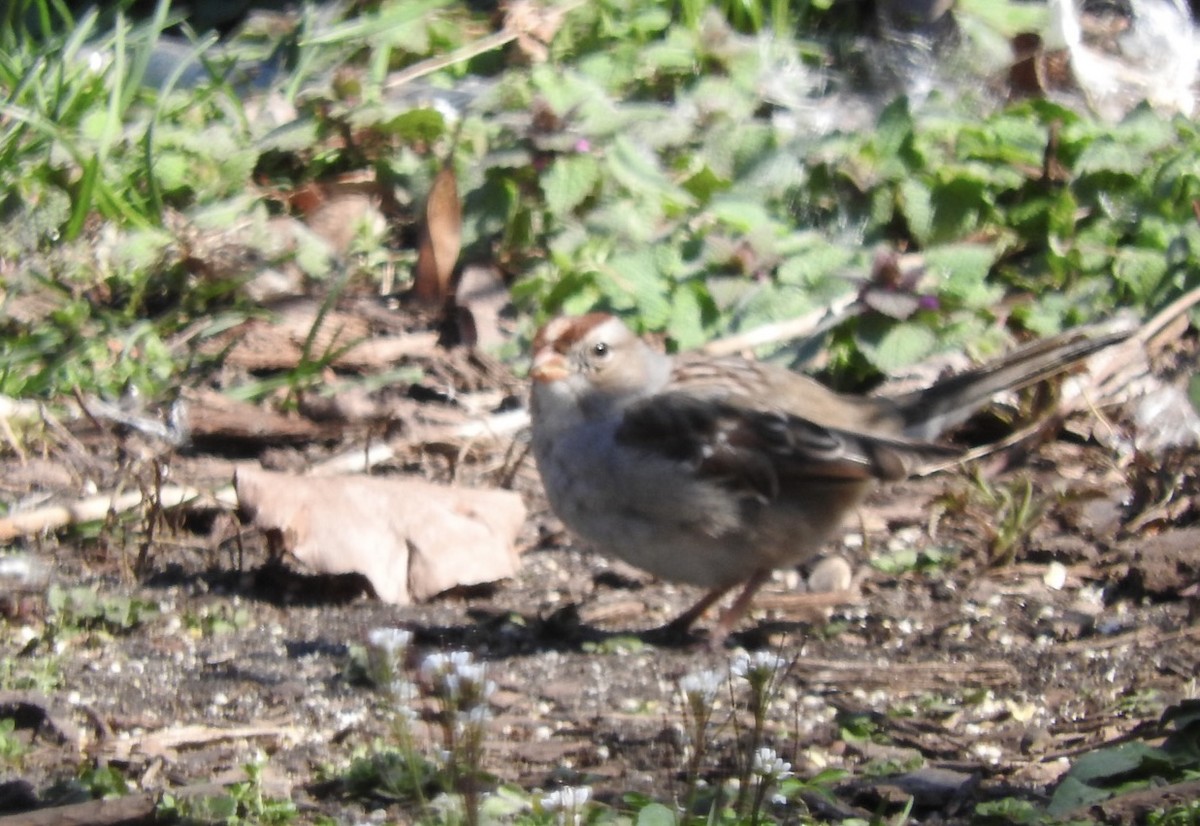 White-crowned Sparrow - ML616611239