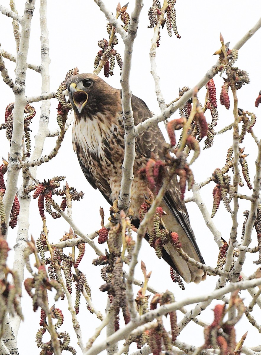 Red-tailed Hawk - ML616611314