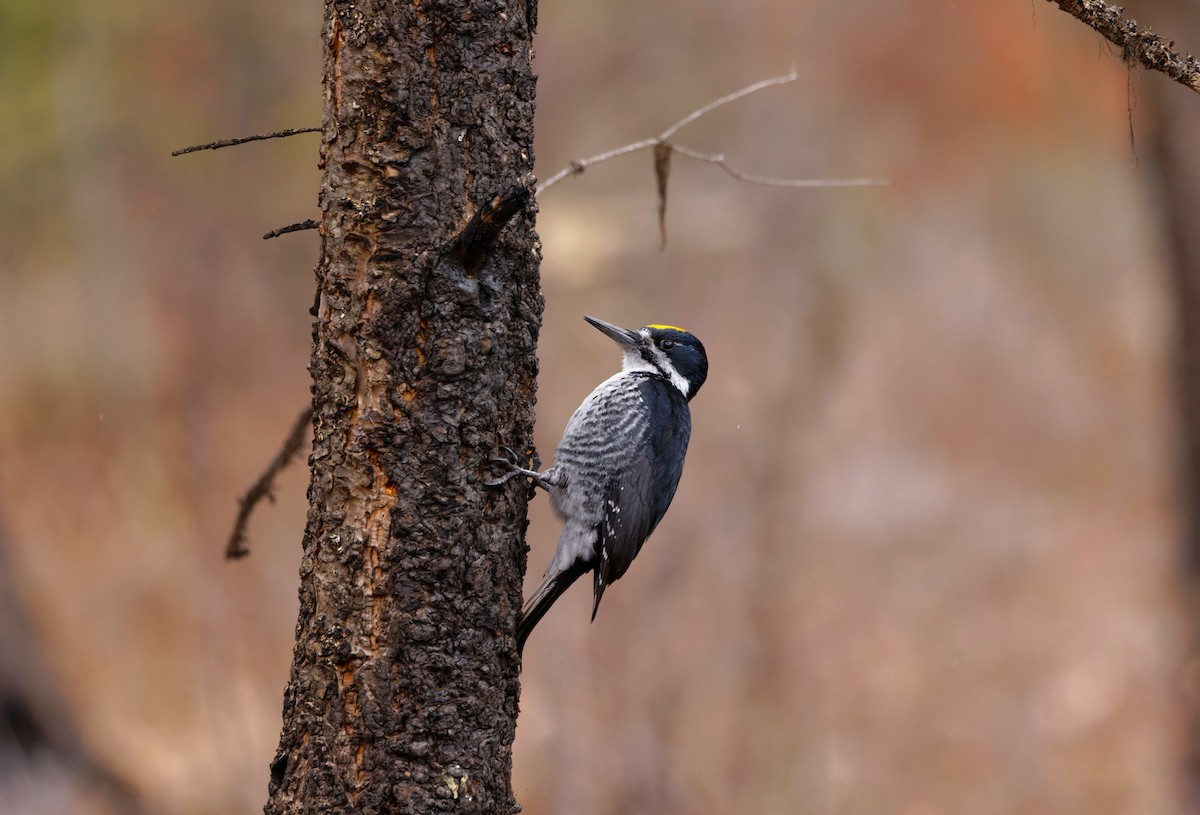 Black-backed Woodpecker - ML616611339