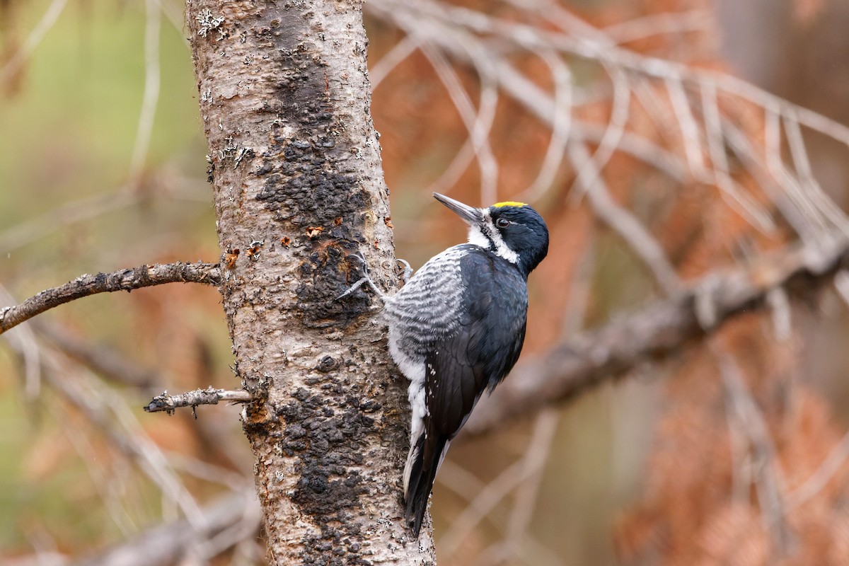 Black-backed Woodpecker - ML616611342