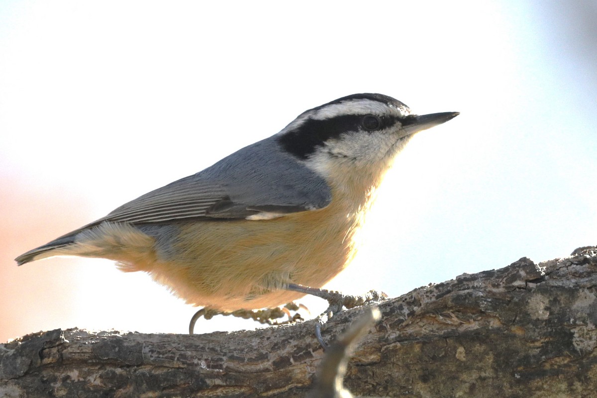 Red-breasted Nuthatch - ML616611375