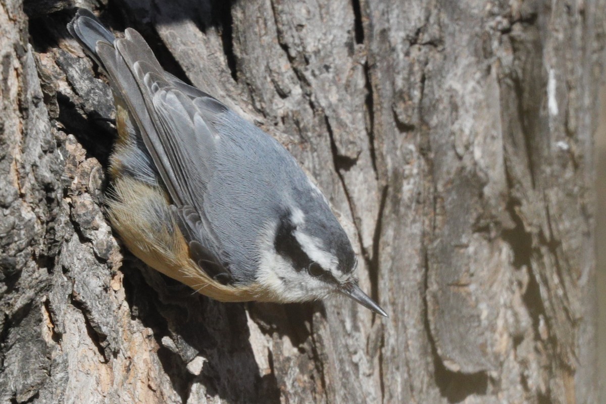 Red-breasted Nuthatch - ML616611376