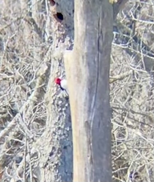 Red-headed Woodpecker - ML616611417