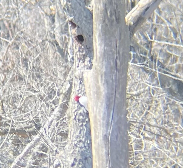 Red-headed Woodpecker - ML616611418