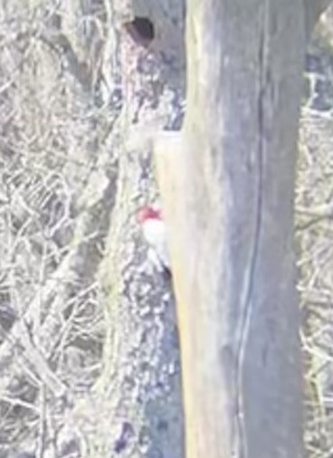 Red-headed Woodpecker - ML616611420