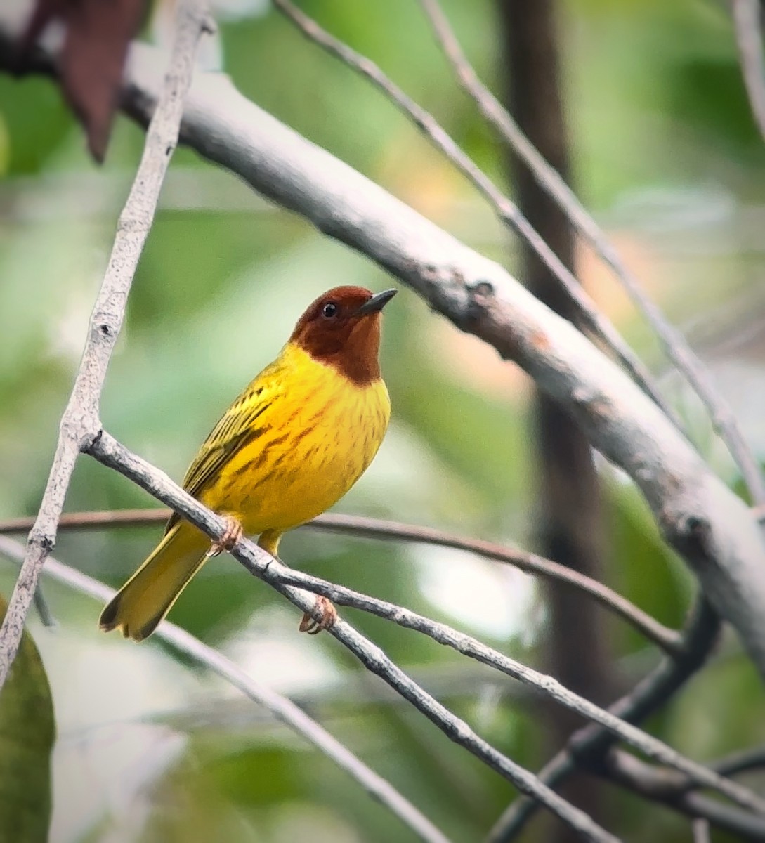 Yellow Warbler (Mangrove) - Mel Cruz