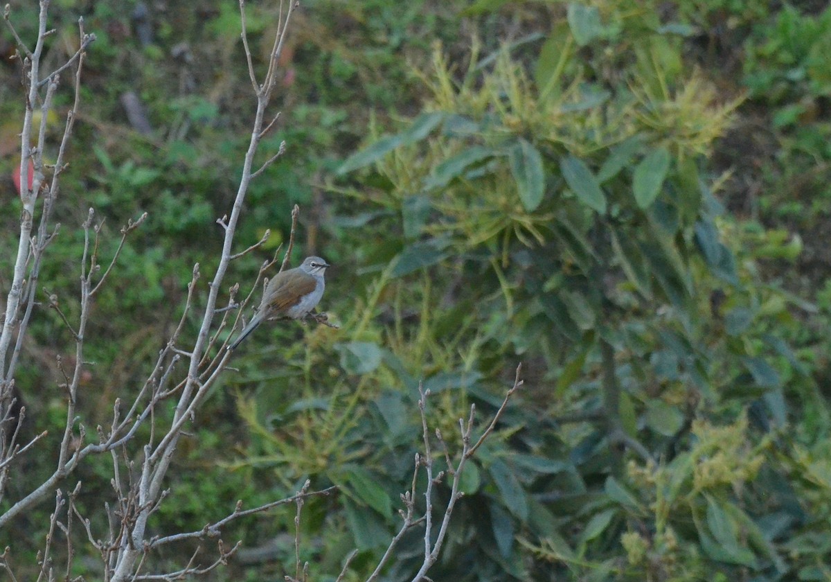 Brown-backed Solitaire - ML616611563