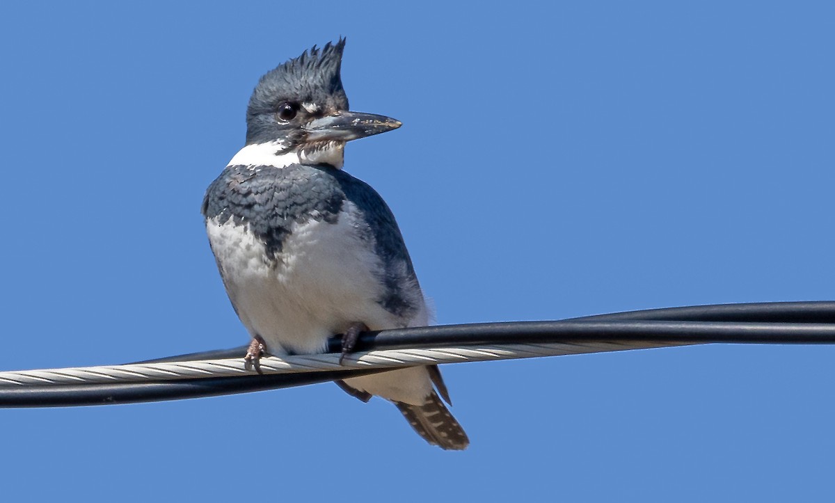 Belted Kingfisher - ML616611581
