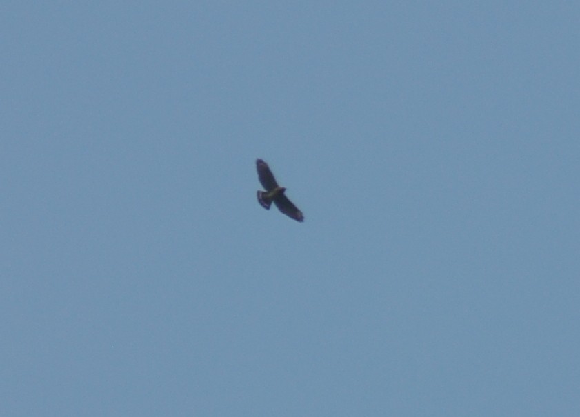 Broad-winged Hawk - ML616611602