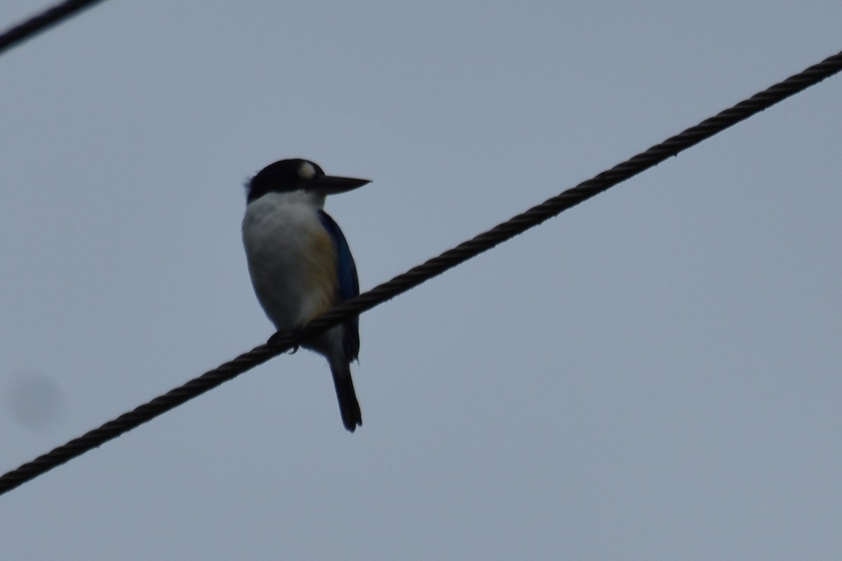 Forest Kingfisher - ML616611605