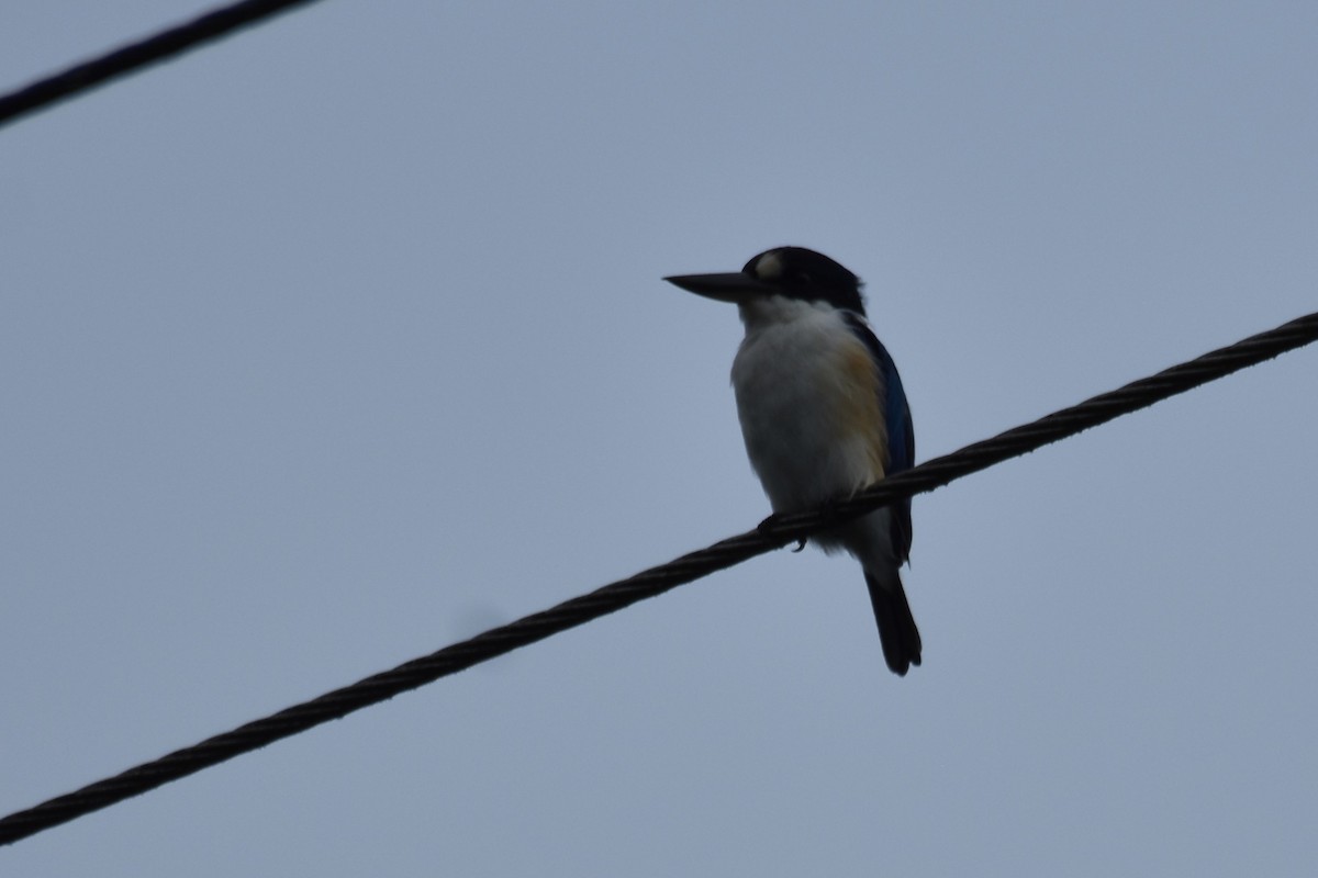 Forest Kingfisher - ML616611606