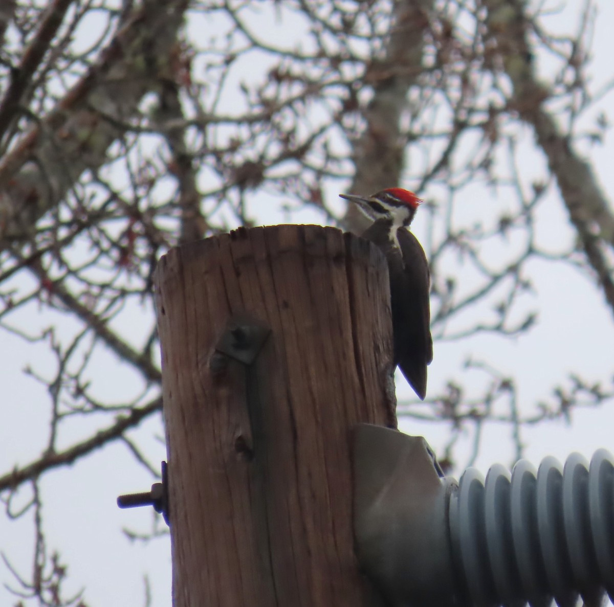 Pileated Woodpecker - ML616611657