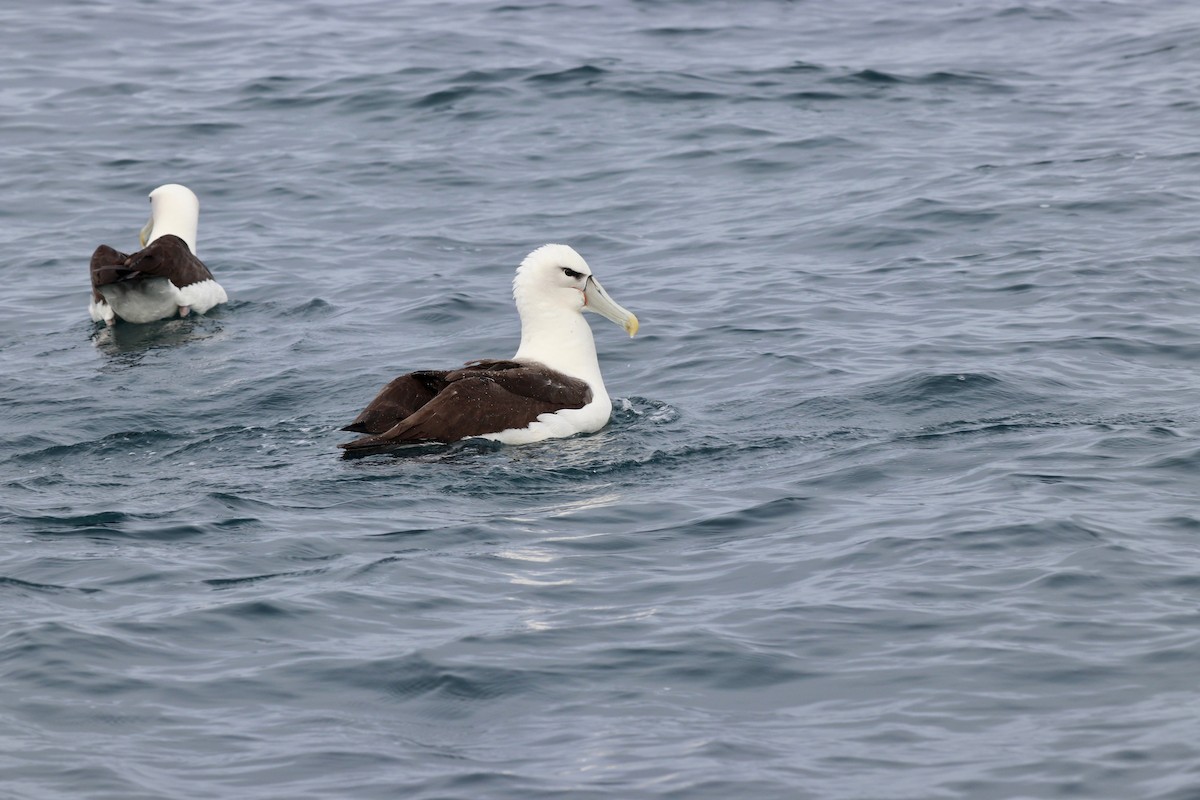 White-capped Albatross - ML616611713