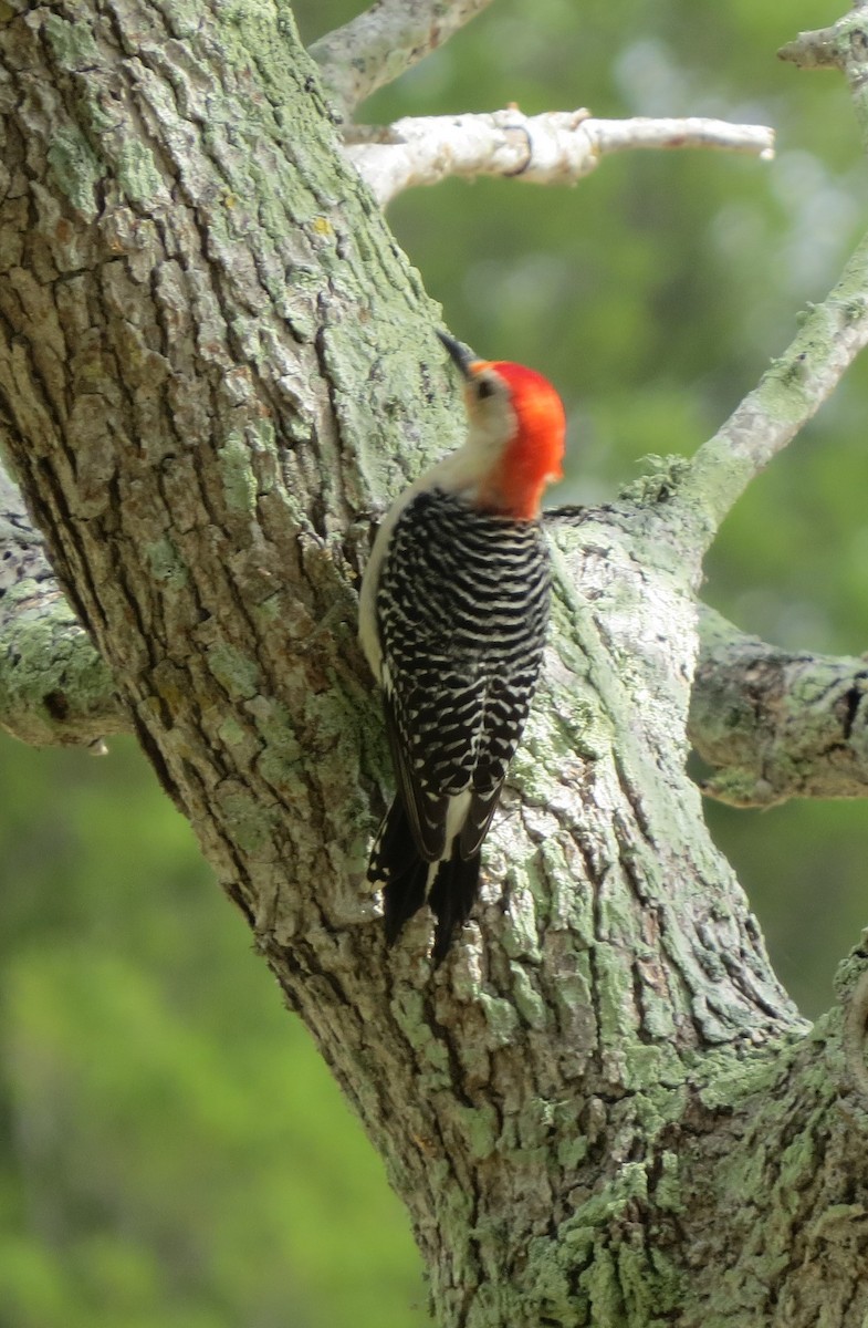 Red-bellied Woodpecker - Mel Kaulback