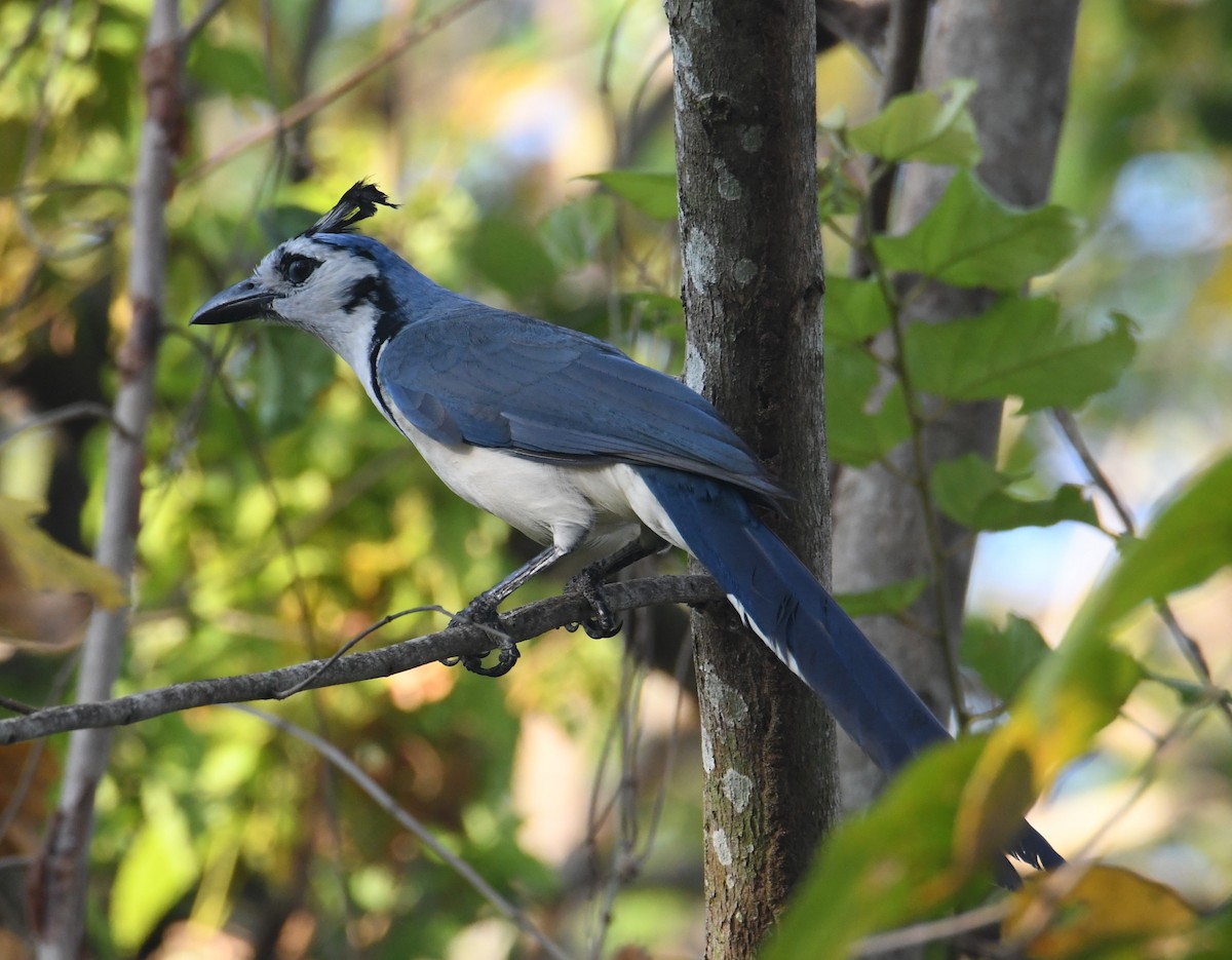 White-throated Magpie-Jay - ML616611881