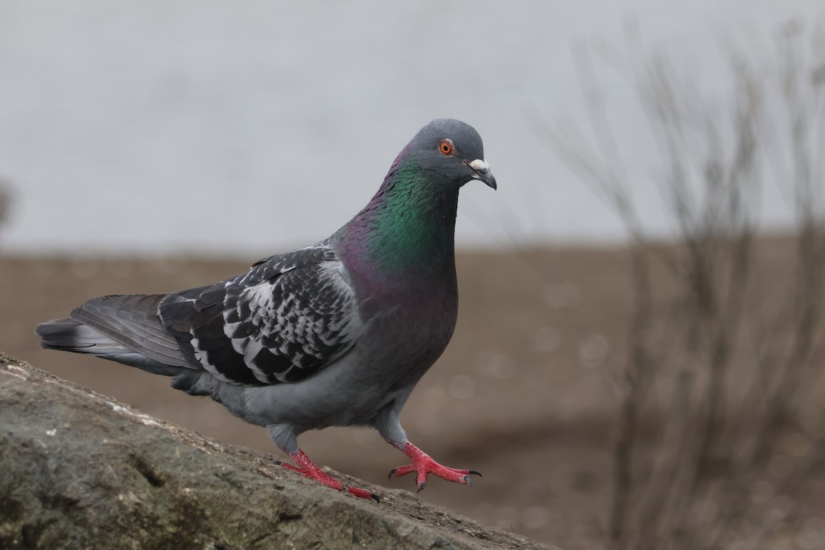 Rock Pigeon (Feral Pigeon) - ML616611903