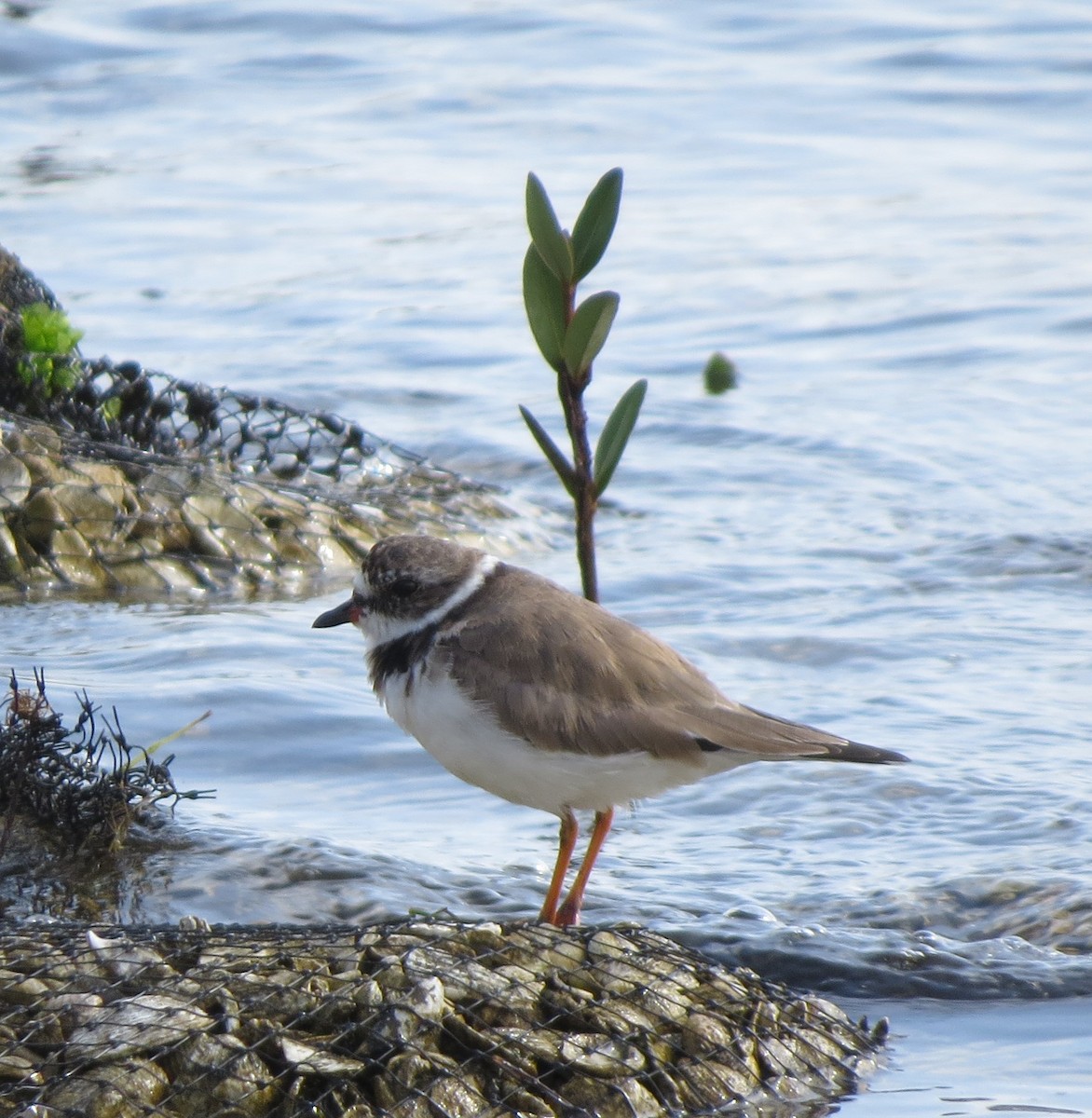 Semipalmated Plover - ML616612003