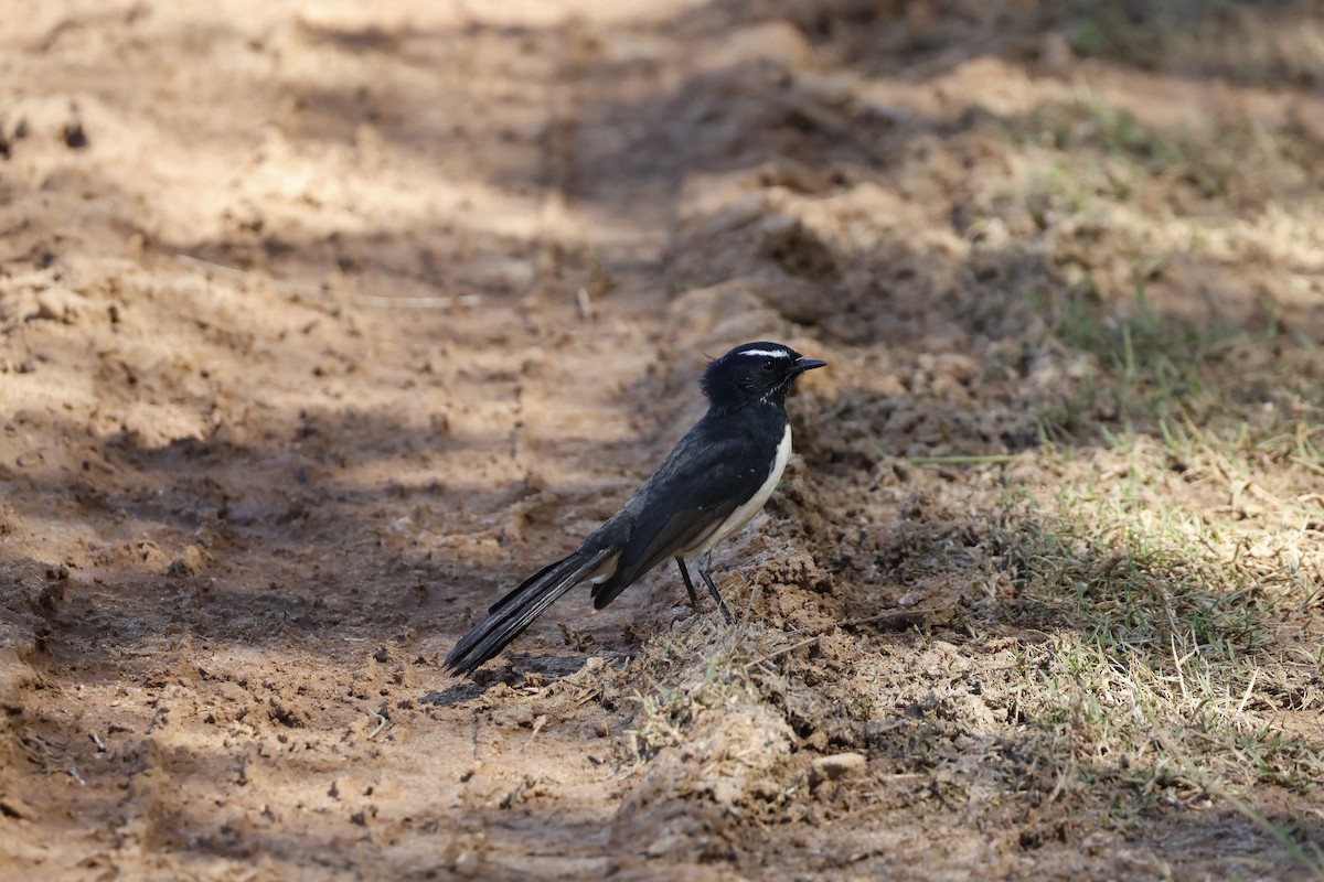 Willie-wagtail - ML616612010