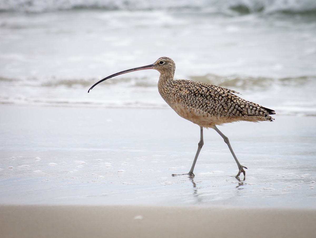 Long-billed Curlew - ML616612102