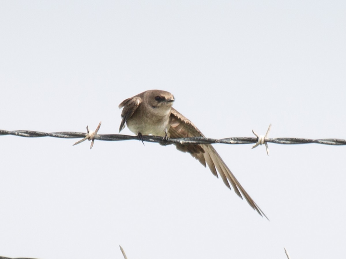 Northern Rough-winged Swallow - ML616612142