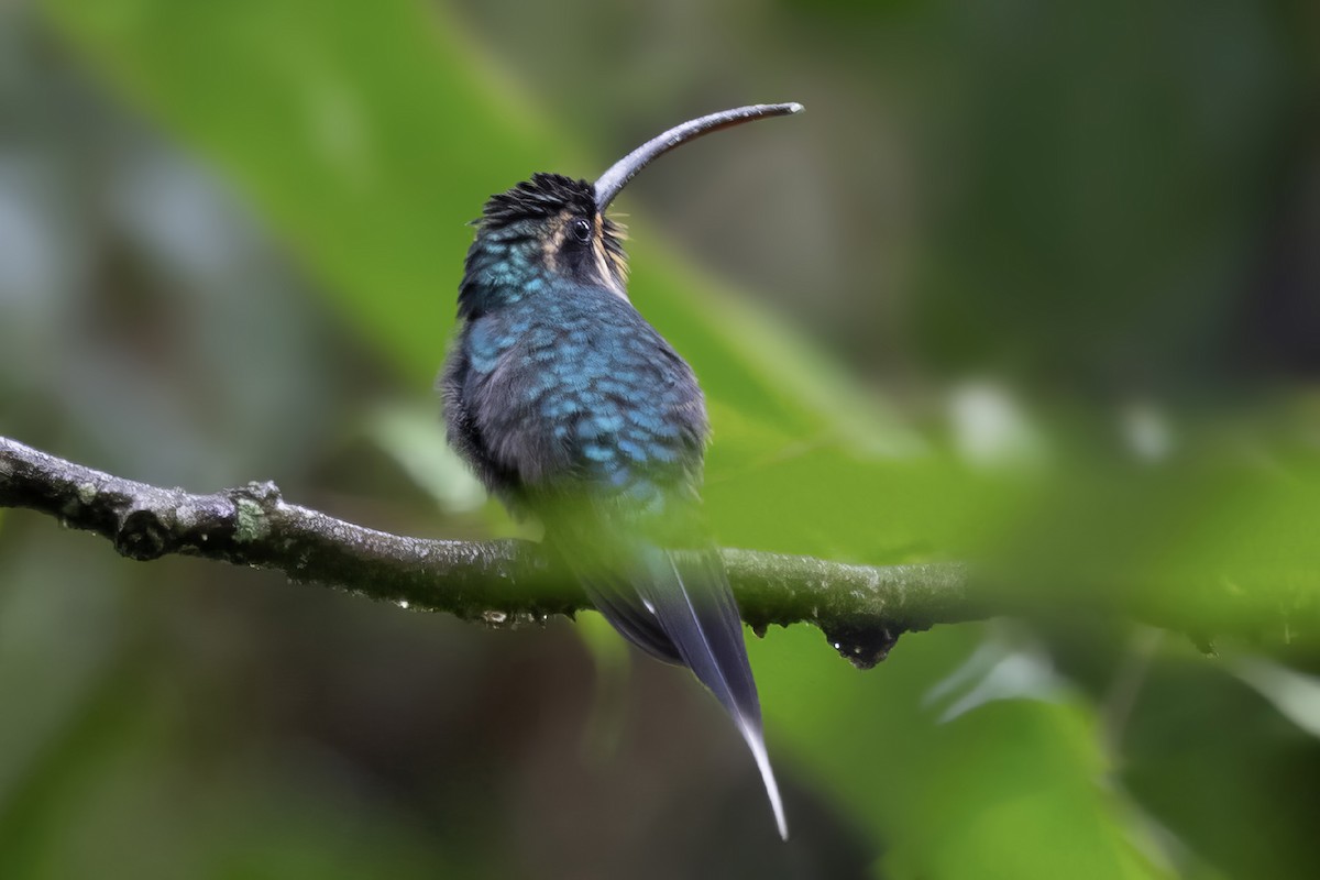 kolibřík šedobřichý - ML616612235