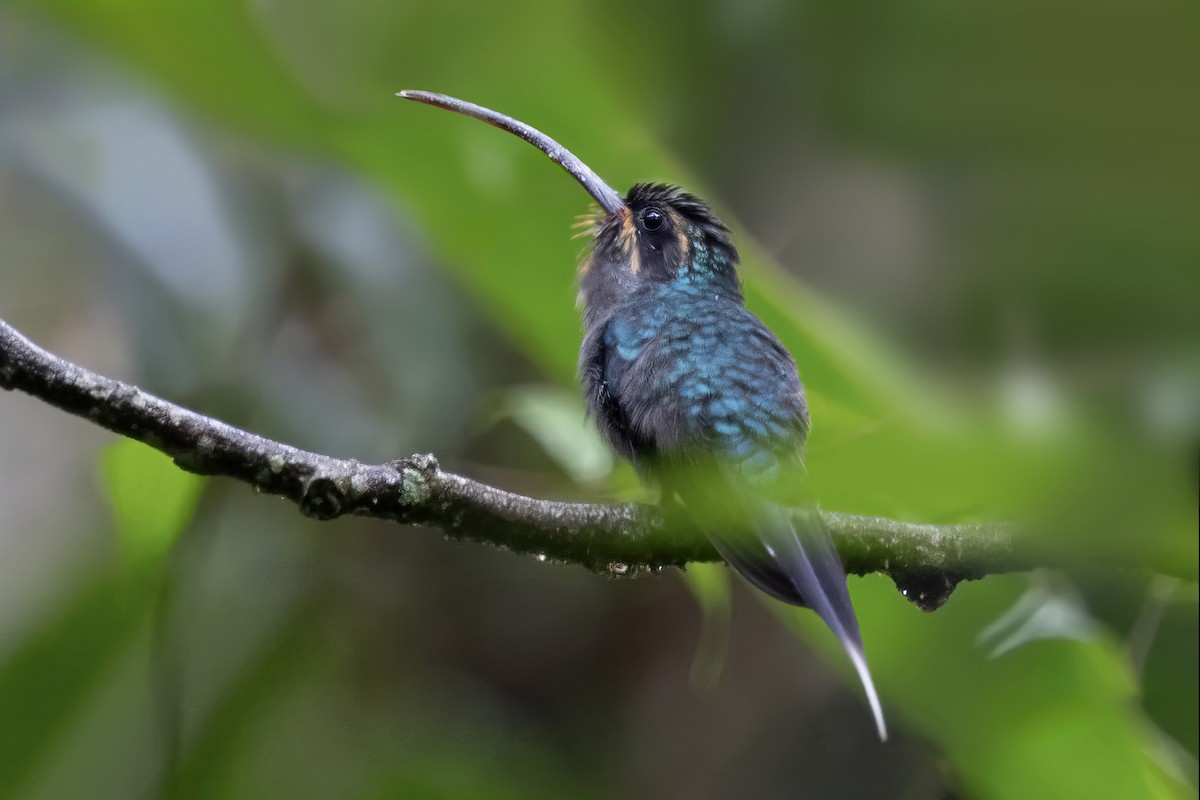 kolibřík šedobřichý - ML616612236
