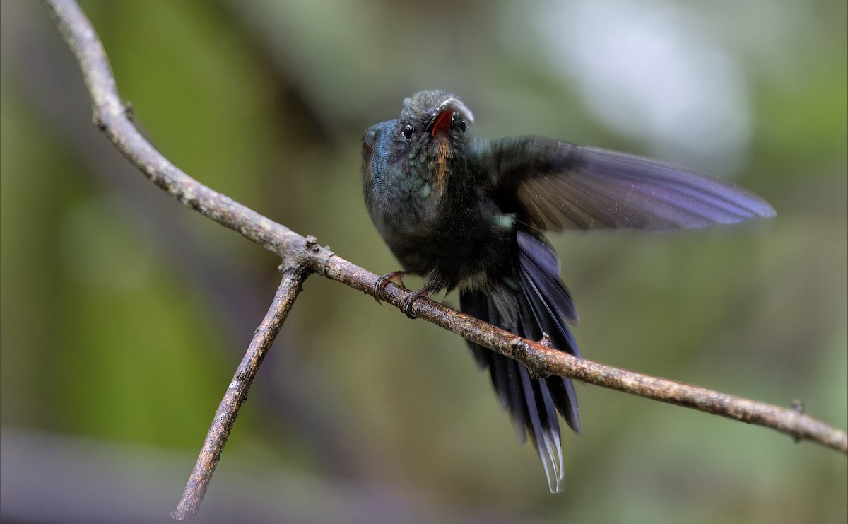 kolibřík šedobřichý - ML616612238