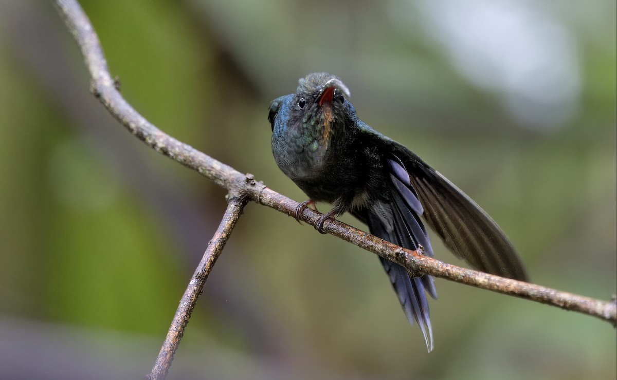 kolibřík šedobřichý - ML616612239