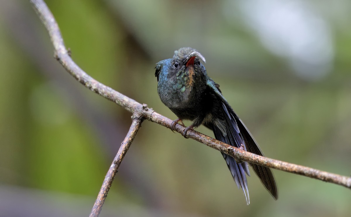 kolibřík šedobřichý - ML616612240