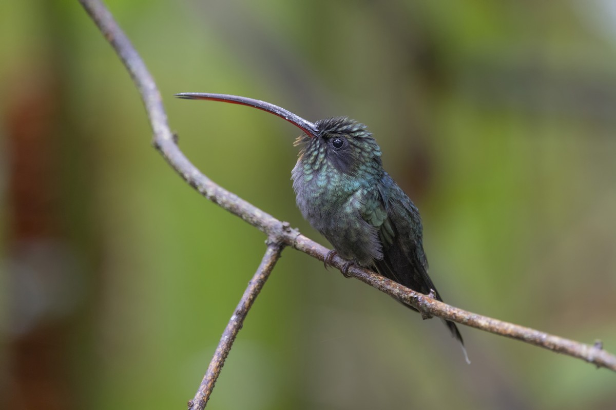 kolibřík šedobřichý - ML616612241