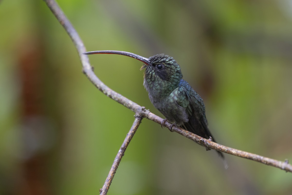 kolibřík šedobřichý - ML616612242