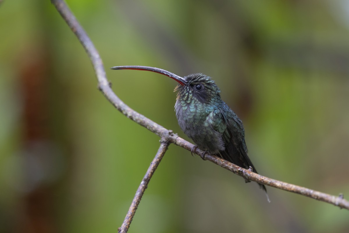 kolibřík šedobřichý - ML616612243