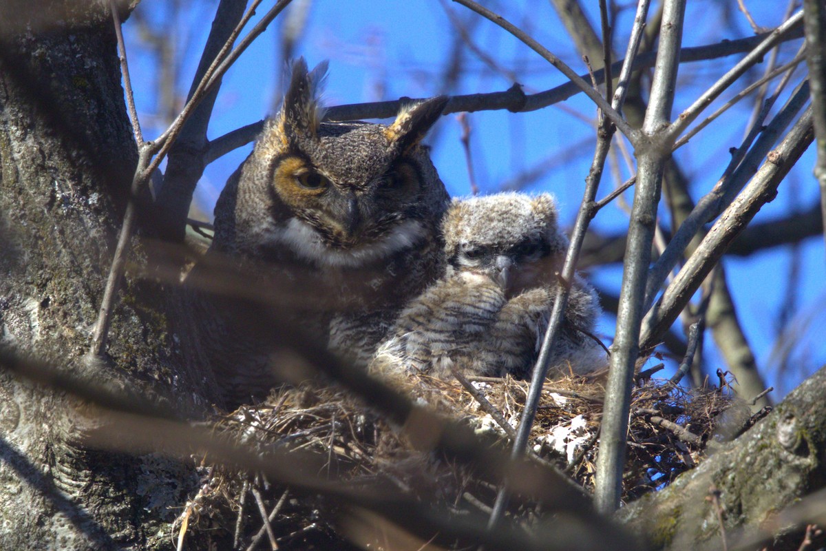Great Horned Owl - ML616612278